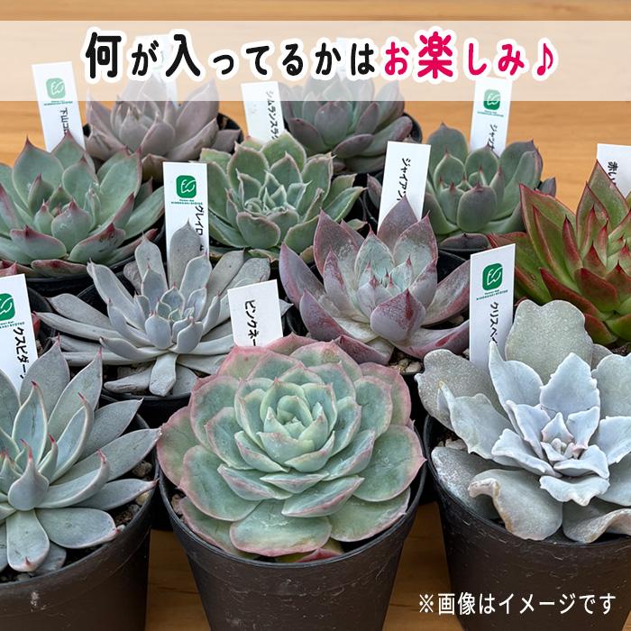 【レア品種入り大きめお得セット】パキポディウム　9種類セット レア品種入り大きめお得セット】パキポディウム 9種類セット レア品種