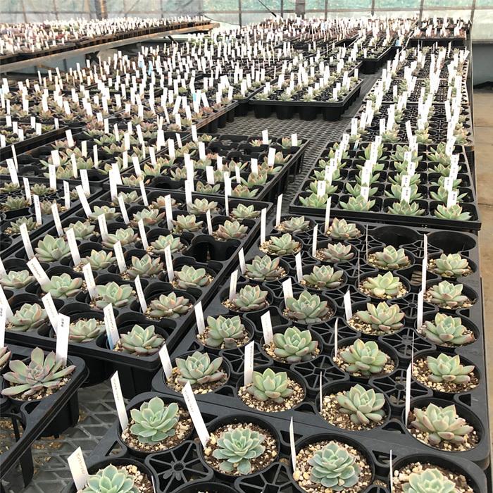 お客様感謝祭 多肉植物 エケベリア 12個セット 福袋 驚きの価格が実現 期間限定 送料無料
