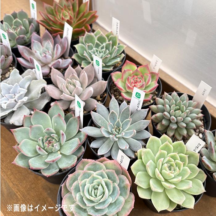 日本花キ流通 【お客様感謝祭】 レア入り 多肉植物 エケベリア 10個 