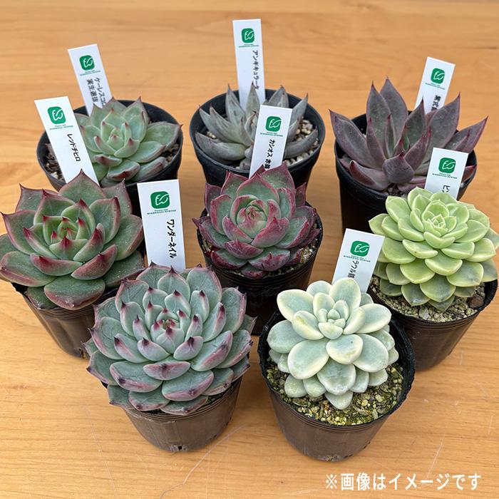 日本花キ流通 【お客様感謝祭】 レア入り 多肉植物 エケベリア 10個 