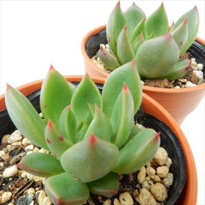 （ノバ×リラシナ）×ざわわ　おらいさん苗　多肉 ノバ×リラシナ）×ざわわ おらいさん苗 多肉