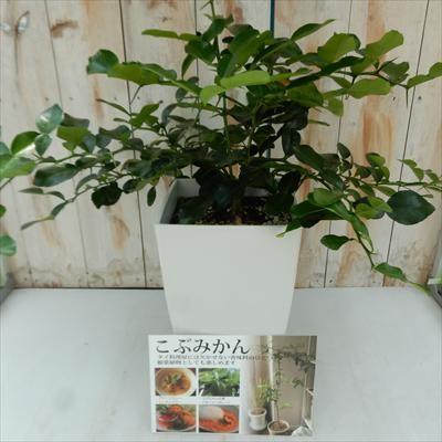 日本花キ流通 コブミカン 苗 7号鉢 こぶみかん バイマックルー