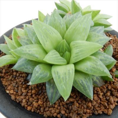 多肉植物 Osハオルチア 花鏡 おもしろ多肉植物 9cmポット フラワーネット日本花キ流通 通販 Yahoo ショッピング