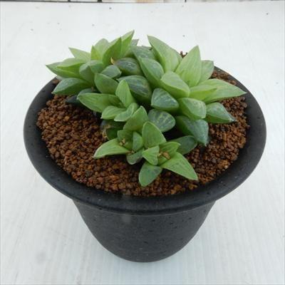 多肉植物 Osハオルチア 花鏡 おもしろ多肉植物 9cmポット フラワーネット日本花キ流通 通販 Yahoo ショッピング