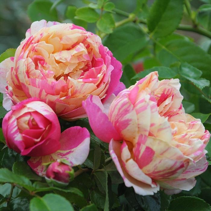 予約販売 バラ大苗 デルバール エドゥアール マネ 四季咲き 薔薇 バラ バラ苗 Hao 2月下旬以降発送 フラワーネット日本花キ流通 通販 Yahoo ショッピング