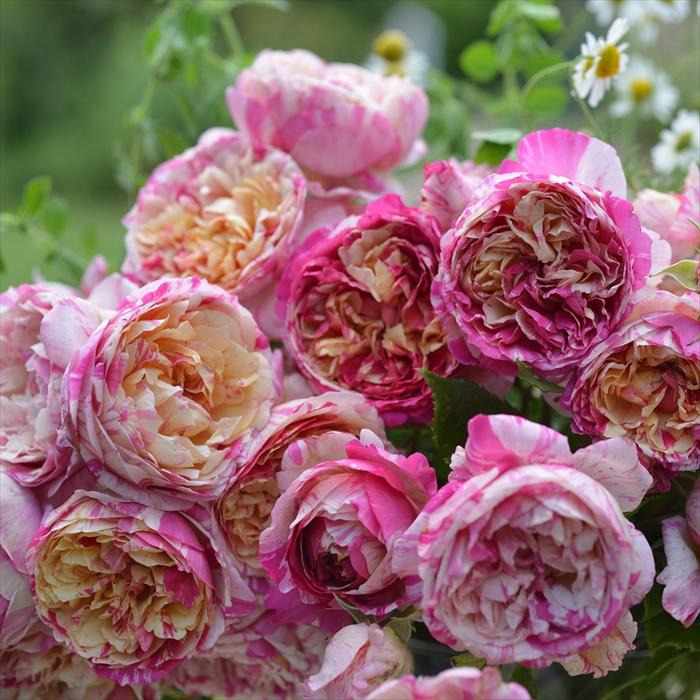 デェエマ バラ売り PEミニシザー9cm LE134 | がまかつ