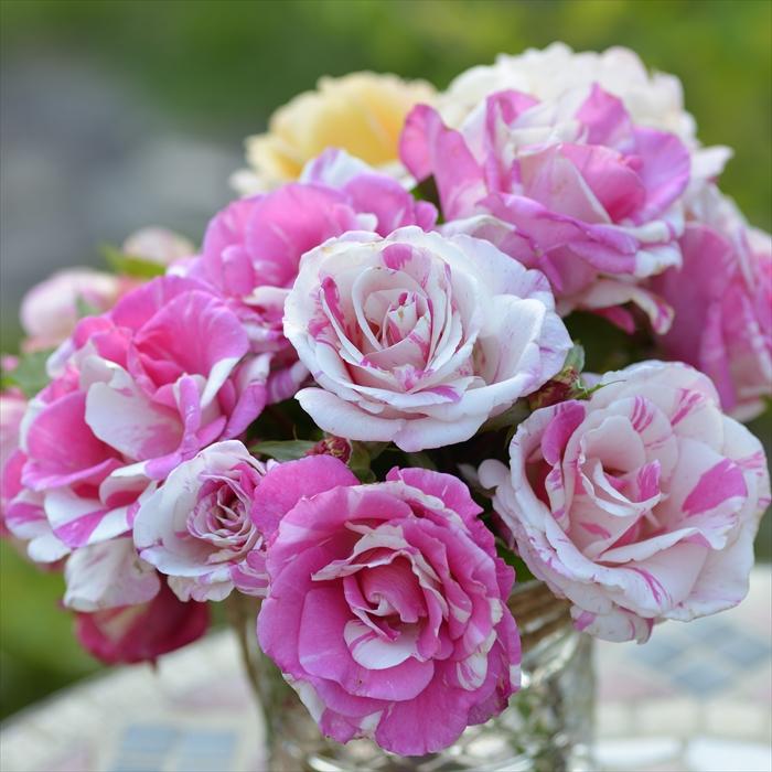 予約販売 バラ苗 バラ大苗 ドリュ バランゴ 登録品種 四季咲き