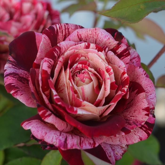 予約販売 バラ苗 バラ大苗 バルニ オッタヴィオ ミッソーニ 登録品種