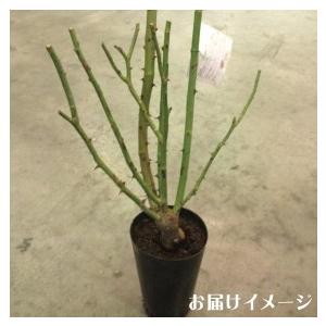 予約販売 バラ苗 バラ大苗 ロサ オリエンティス アリアドネ 登録品種 四季咲き 薔薇 ばら Hao 12月上旬以降発送 フラワーネット日本花キ流通 通販 Yahoo ショッピング