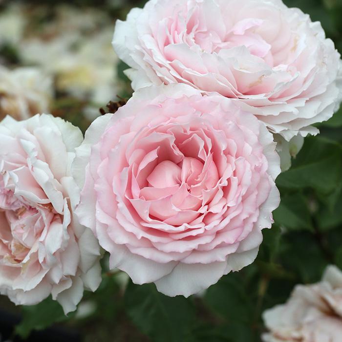 「ベティ」 切り花品種バラ苗　VICTORIAN WEDDIN♡Rose ベティ様専用」 切り花品種バラ苗 VICTORIAN WEDDIN♡Rose 森農園