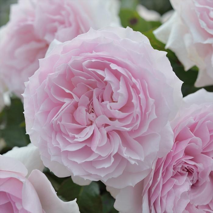 予約販売 バラ苗 バラ大苗 ロサ オリエンティス エウリディーチェ 登録