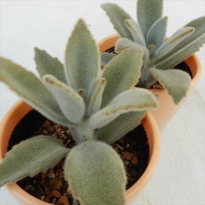 多肉植物 Sdカランコエ 白うさぎ トメントサ 多肉植物 ミニ観葉植物 フラワーネット日本花キ流通 通販 Yahoo ショッピング