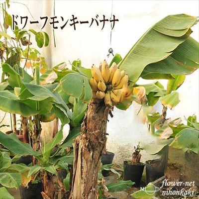 日本花キ流通 ドワーフ モンキーバナナ 苗 10.5cmポット 日本花キ流通 ドワーフ モンキーバナナ 苗 10.5cmポット