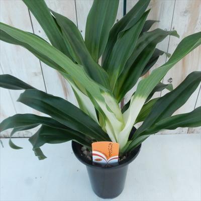 あけぼのおもと 宗石 オモト 贈り物 引越祝い プレゼント 観葉植物 5 5号鉢 フラワーネット日本花キ流通 通販 Yahoo ショッピング