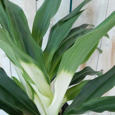 あけぼのおもと 宗石 オモト 贈り物 引越祝い プレゼント 観葉植物 5 5号鉢 フラワーネット日本花キ流通 通販 Yahoo ショッピング