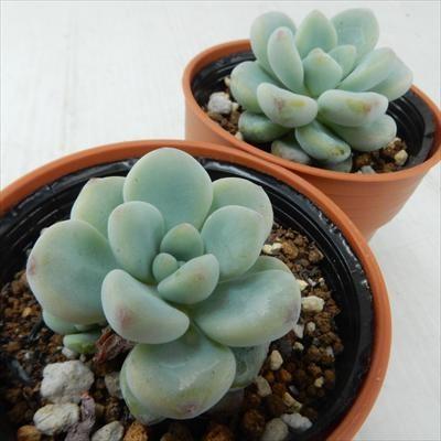 多肉植物 Hmセダム ロッティー 多肉植物 セダム 6cmポット フラワーネット日本花キ流通 通販 Yahoo ショッピング