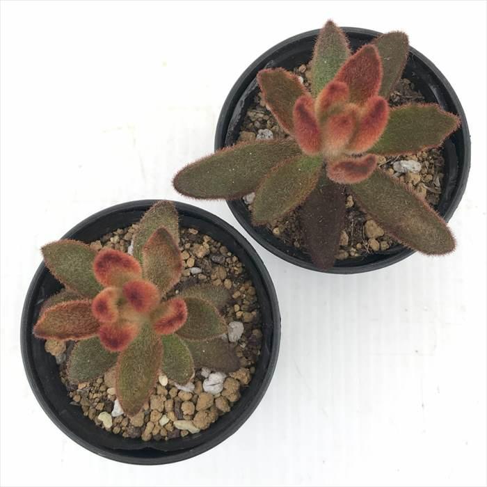 その他多肉植物 choco その他多肉植物 choco ショコラ | RuPo 多肉植物専門店