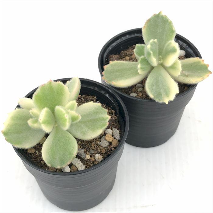 日本花キ流通 多肉植物 hmコチレドン 熊童子錦 コチレドン 6cm 日本花キ流通 多肉植物 hmコチレドン 熊童子錦 コチレドン 6cm