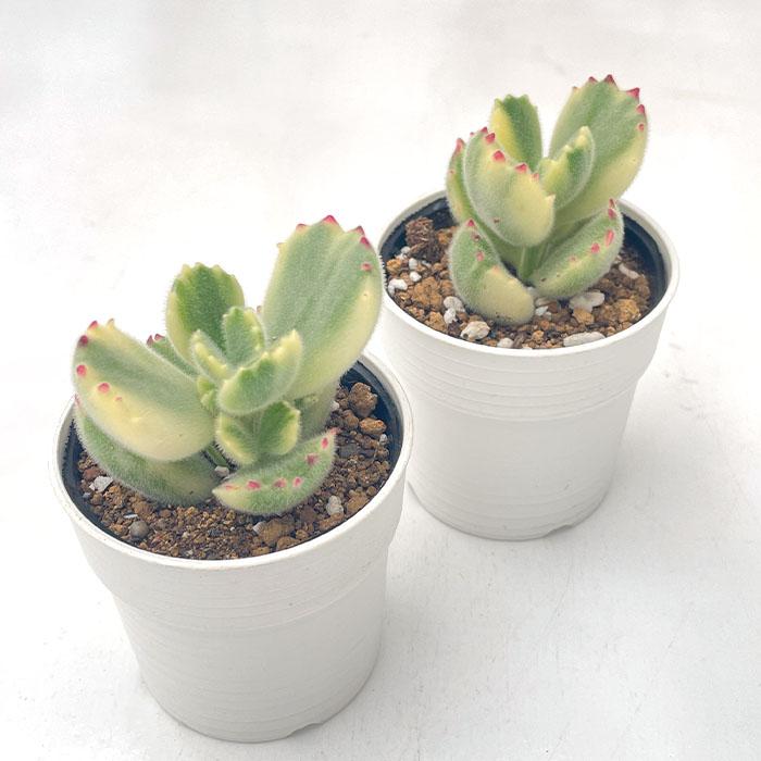 日本花キ流通 多肉植物 hmコチレドン 熊童子錦 多肉植物 コチレドン