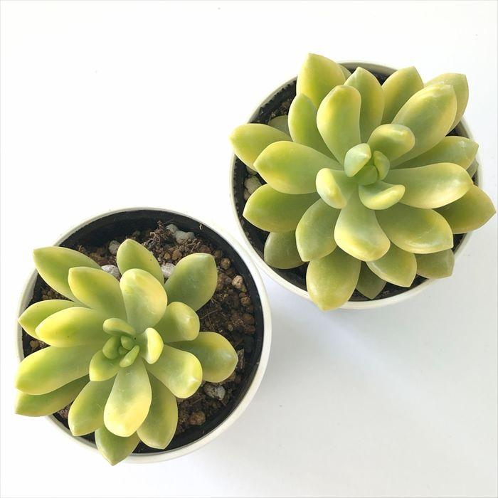 多肉植物^o^  葉挿し赤ちゃんシャンパンライム  錦 日本花キ流通 多肉植物 hmセダム シャンパンライム 春萌錦