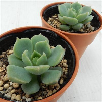 多肉植物 oriエケベリア グルソニー エケベリア 6cmポット : フラワー