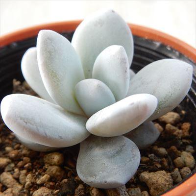 多肉植物 Hmエケベリア ラウイ 多肉植物 エケベリア 6cmポット フラワーネット日本花キ流通 通販 Yahoo ショッピング