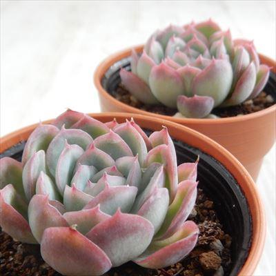 日本花キ流通 多肉植物 hmエケベリア 花月夜（エレガンス×ブリドニス
