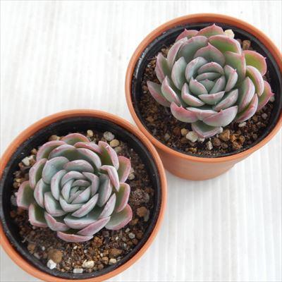 日本花キ流通 多肉植物 hmエケベリア 花月夜（エレガンス×ブリドニス