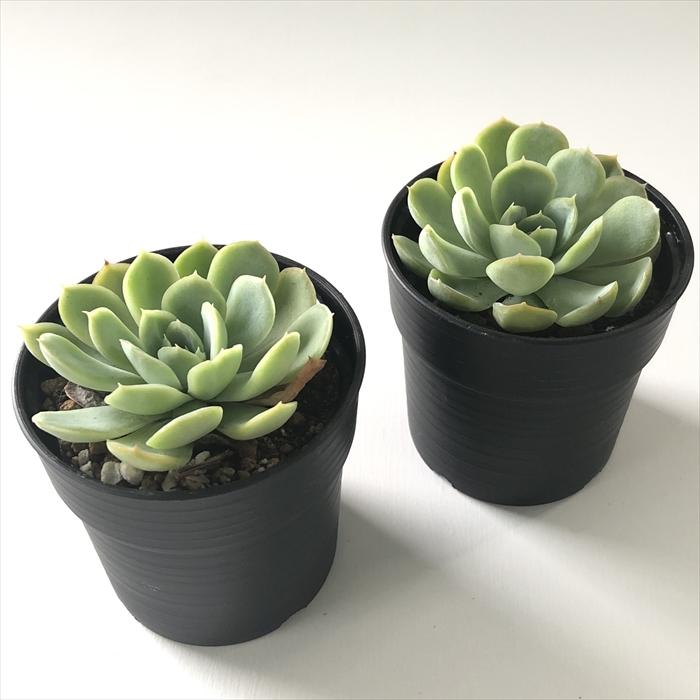 日本花キ流通 多肉植物 hmエケベリア 花月夜（エレガンス×ブリドニス