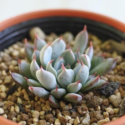 多肉植物 oriエケベリア ザラゴーサspノバ エケベリア 6cmポット 多肉植物 oriエケベリア ザラゴーサspノバ エケベリア 6cmポット