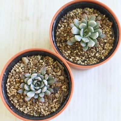 多肉植物 oriエケベリア ザラゴーサspノバ エケベリア 6cmポット 多肉植物 oriエケベリア ザラゴーサspノバ エケベリア 6cmポット