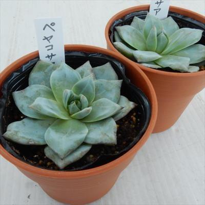 多肉植物 oriエケベリア ペヤコサアナ エケベリア 6cmポット