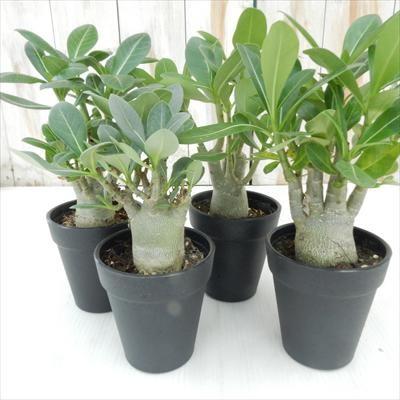 日本花キ流通 多肉植物 caコーデックス アデニウム オベスム 多肉植物