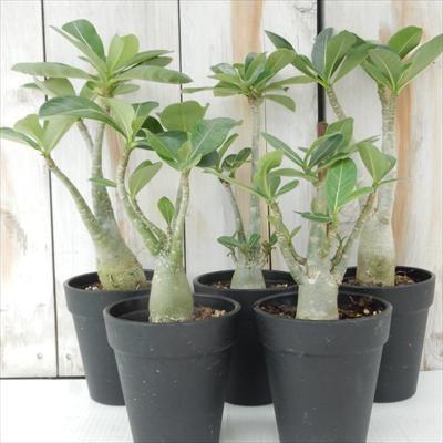 日本花キ流通 多肉植物 caコーデックス アデニウム オベスム 日本花キ流通 多肉植物 caコーデックス アデニウム オベスム