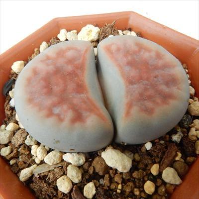 多肉植物　リトープス　訳あり　1ポット 日本花キ流通 多肉植物 asリトープス トップレッド 多肉植物
