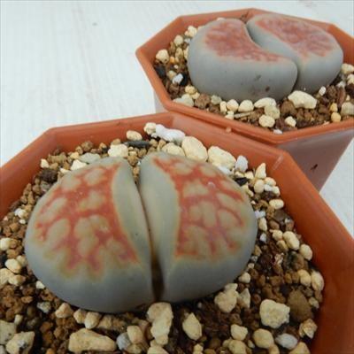 日本花キ流通 多肉植物 asリトープス トップレッド 多肉植物