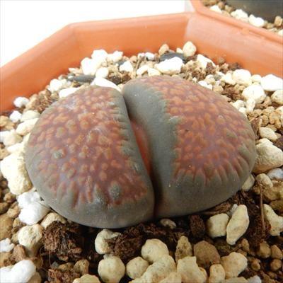 日本花キ流通 多肉植物 asリトープス 太古玉 多肉植物 リトープス