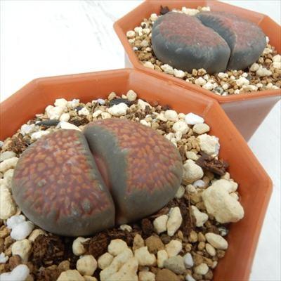 日本花キ流通 多肉植物 asリトープス 太古玉 多肉植物 リトープス