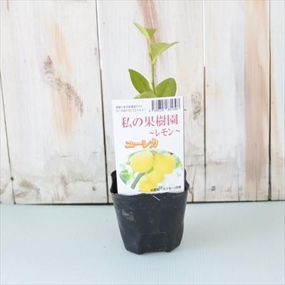 選べるレモン 鉢植え 柑橘苗 9cm ポット レモンの木 果樹苗 レモン 苗木 フラワーネット日本花キ流通 通販 Yahoo ショッピング