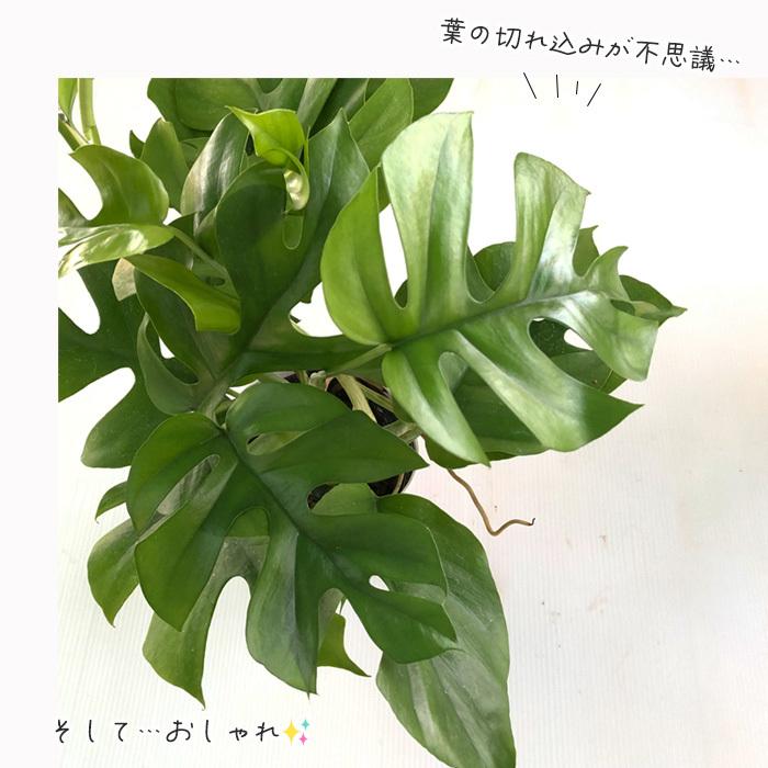 姫モンステラ ヒメモンステラ 不思議な葉っぱ姫モンステラ 観葉植物 4号鉢 フラワーネット日本花キ流通 通販 Yahoo ショッピング