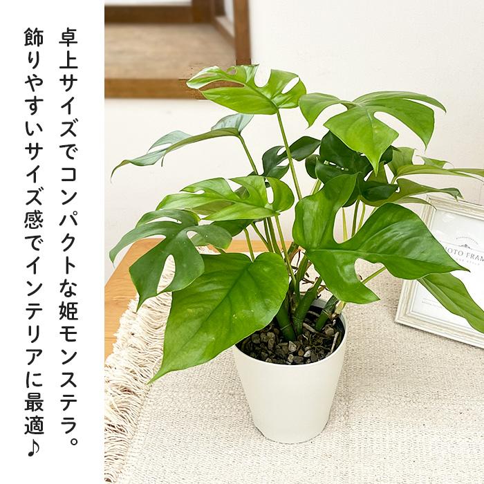 日本花キ流通 観葉植物 姫モンステラ ヒメモンステラ ペルツーサ 4号鉢