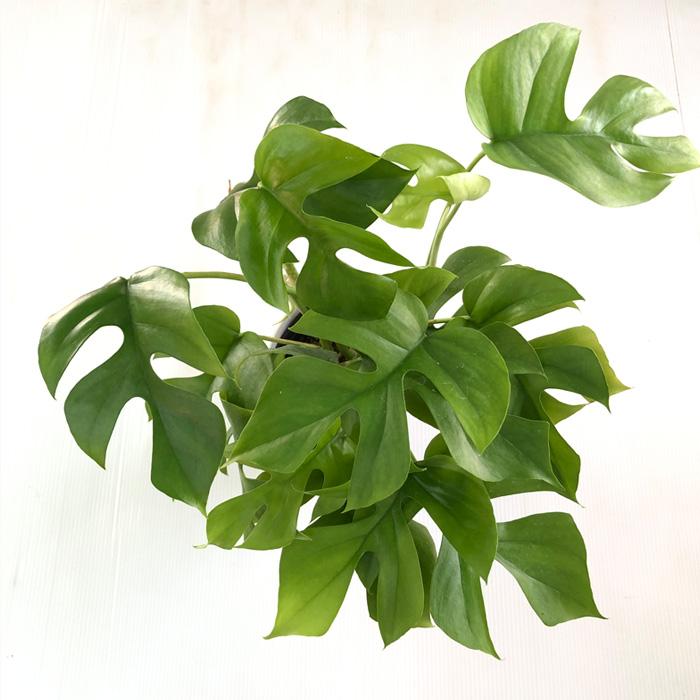 ⭐︎美株⭐︎ Monstera pertusa cv.'Variegata' 4号 Amazon.co.jp: rare speckled princess monstera pertusa