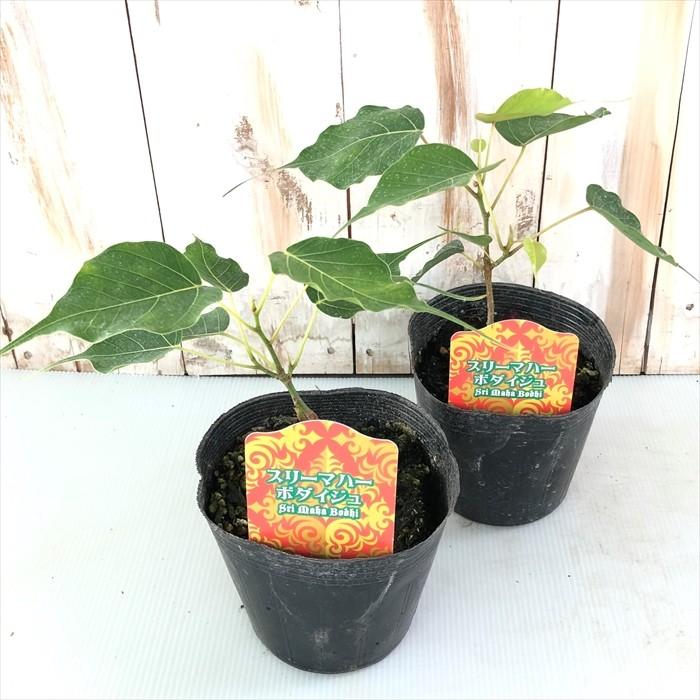 聖なる樹 スリーマハーボダイジュ 12cmポット 観葉植物 インテリア フィカス レリジオーサ フラワーネット日本花キ流通 通販 Yahoo ショッピング