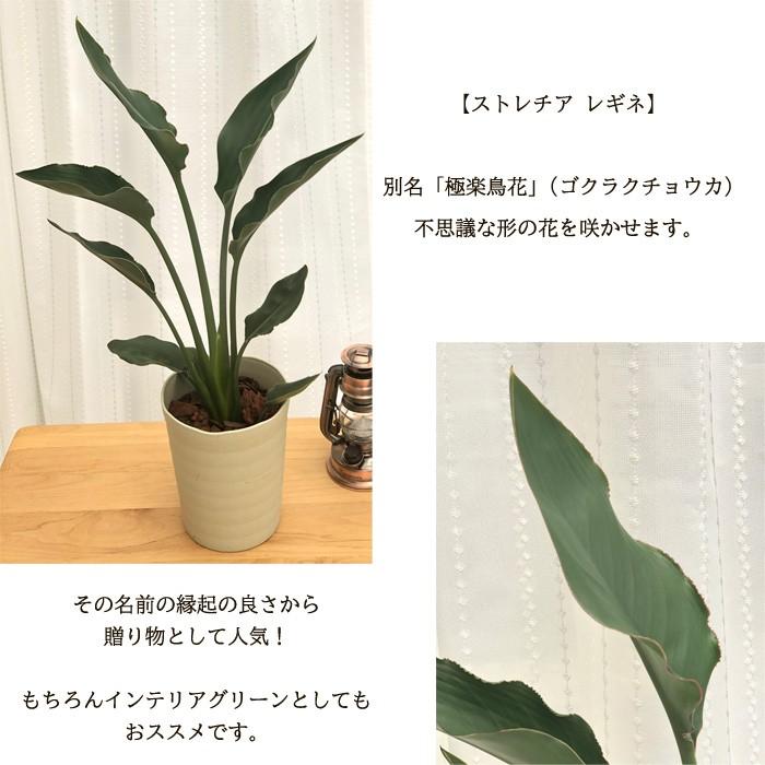 ストレチア レギネ 6号鉢 送料無料 極楽鳥花 観葉植物 インドアグリーン インテリア おしゃれ フラワーネット日本花キ流通 通販 Yahoo ショッピング