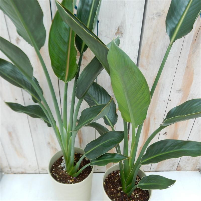 日本花キ流通 観葉植物 ストレリチア レギネ 6号鉢 ストレチア