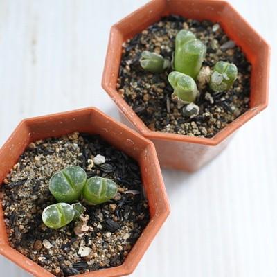 日本花キ流通 多肉植物 asオフタルモフィルム 白拍子