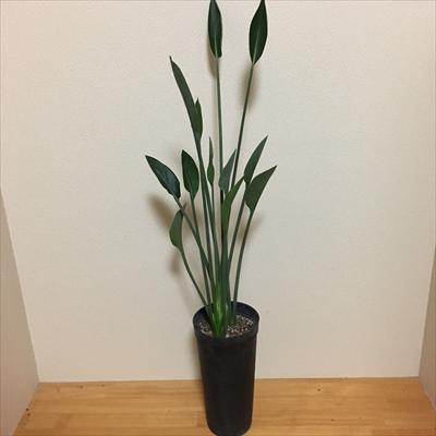 日本花キ流通 観葉植物 ストレリチア ユンケア 3.5号 ストレチア 送料