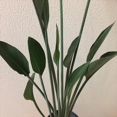 日本花キ流通 観葉植物 ストレリチア ユンケア 3.5号 ストレチア 送料