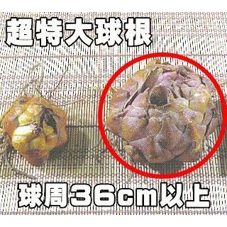 オリエンタルリリー超特大球 レント 球周36cm以上 ユリ球根 百合球根 黄 フラワーネット日本花キ流通 通販 Yahoo ショッピング