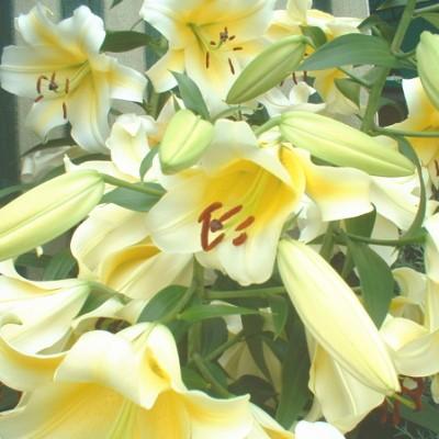 日本花キ流通 オリエンタルリリー超特大球 レント 球周36cm以上 ユリ